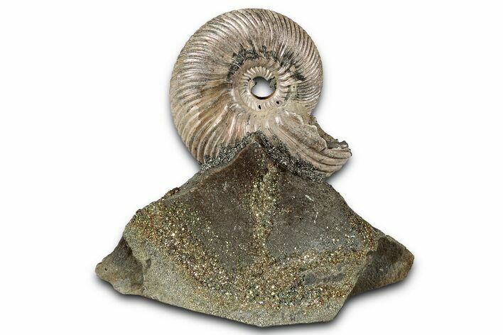 Iridescent, Pyritized Ammonite (Quenstedticeras) Fossil Display #353757